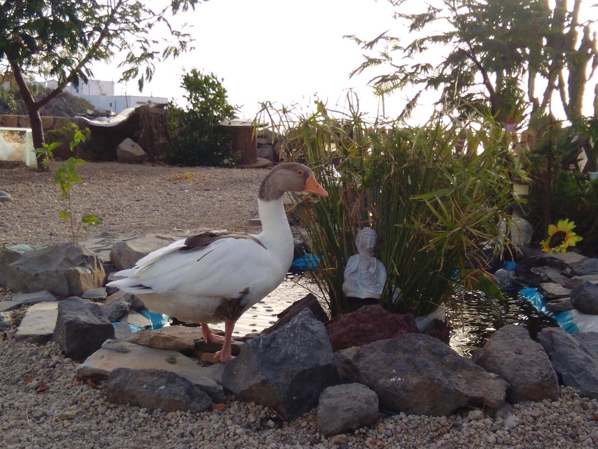 A Peaceful Country House In Tenerife Fasnia 外观 照片